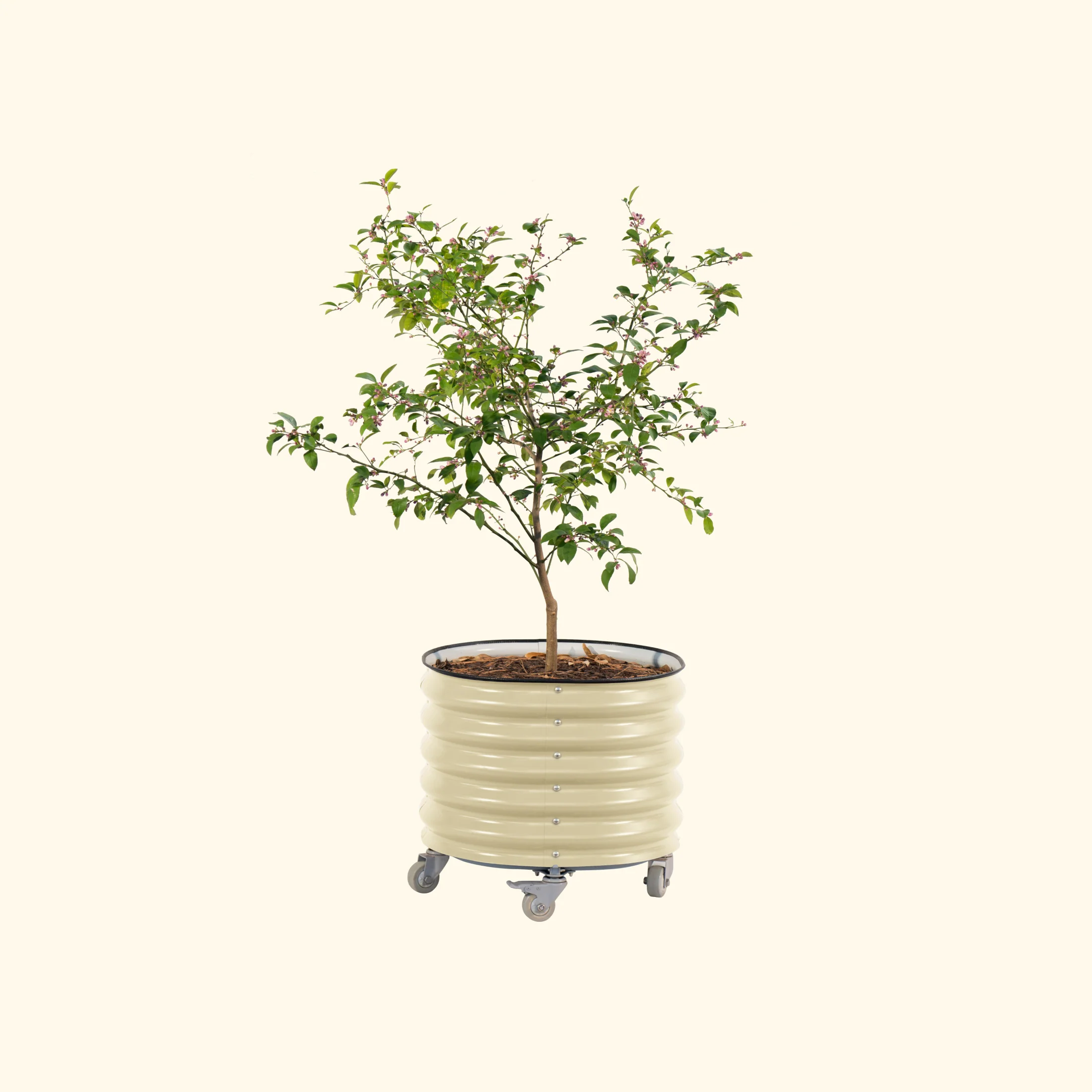 Self-watering Rolling Citrus Tree Planter