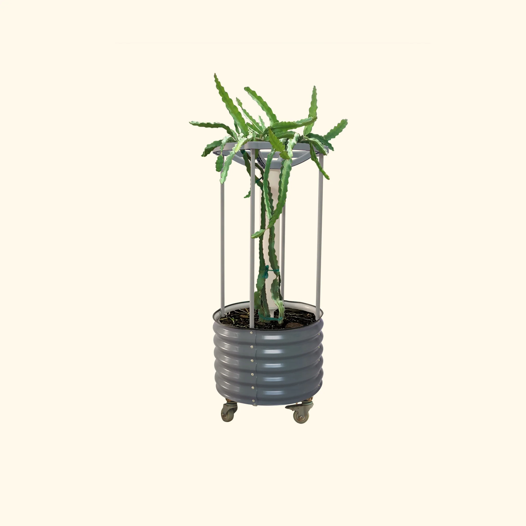 Dragon Fruit Self-Watering Rolling Planter