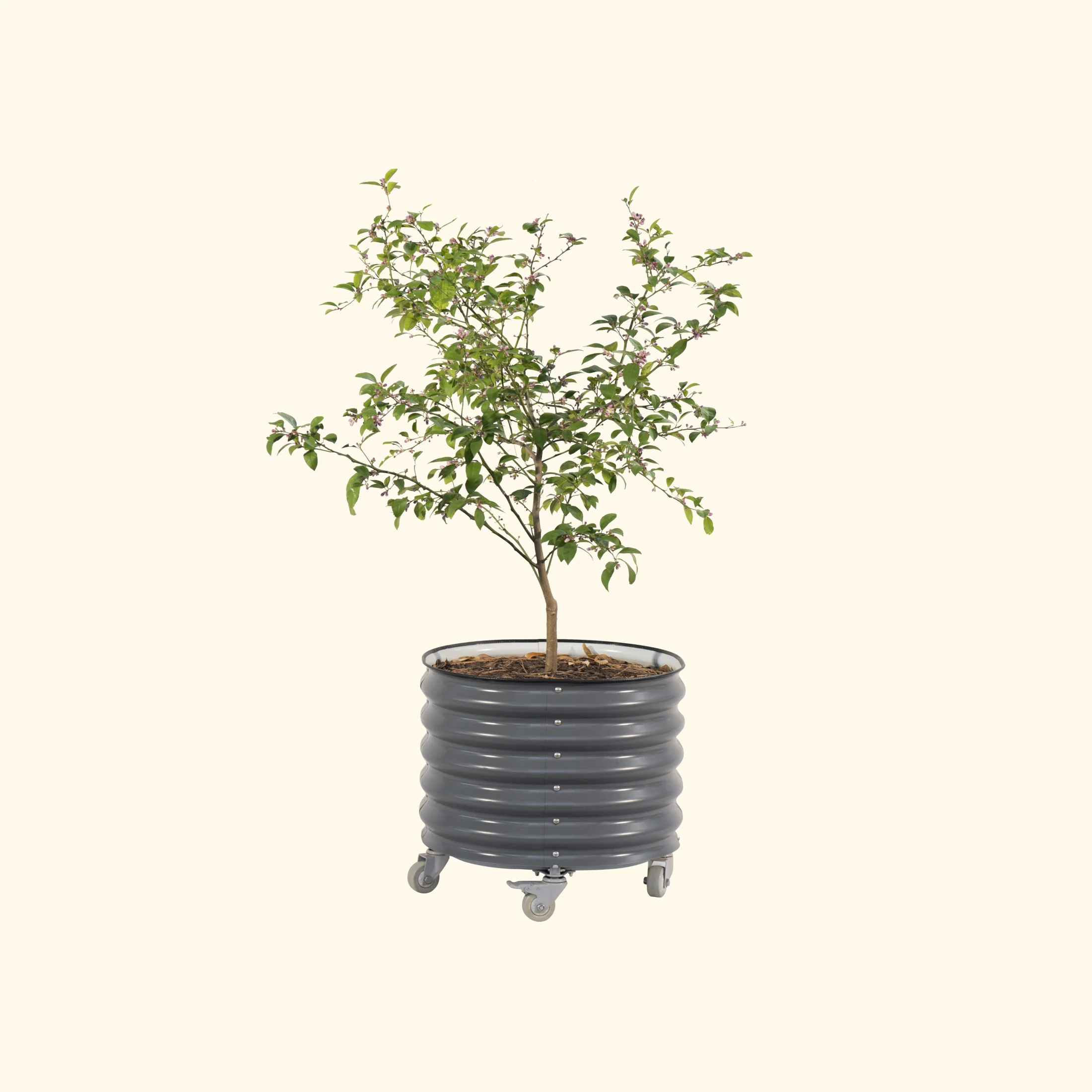 Self-watering Rolling Citrus Tree Planter