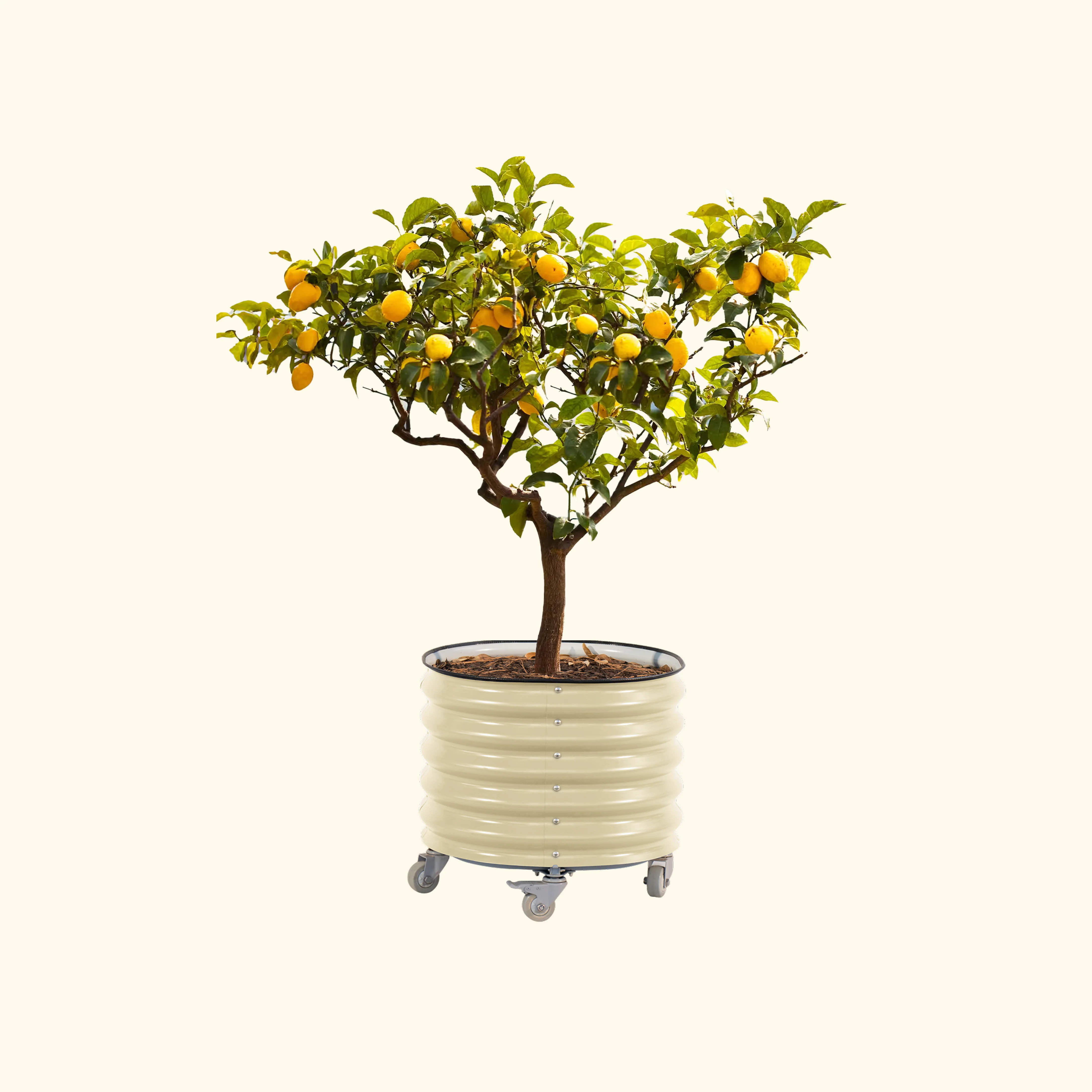 Self-watering Rolling Citrus Tree Planter