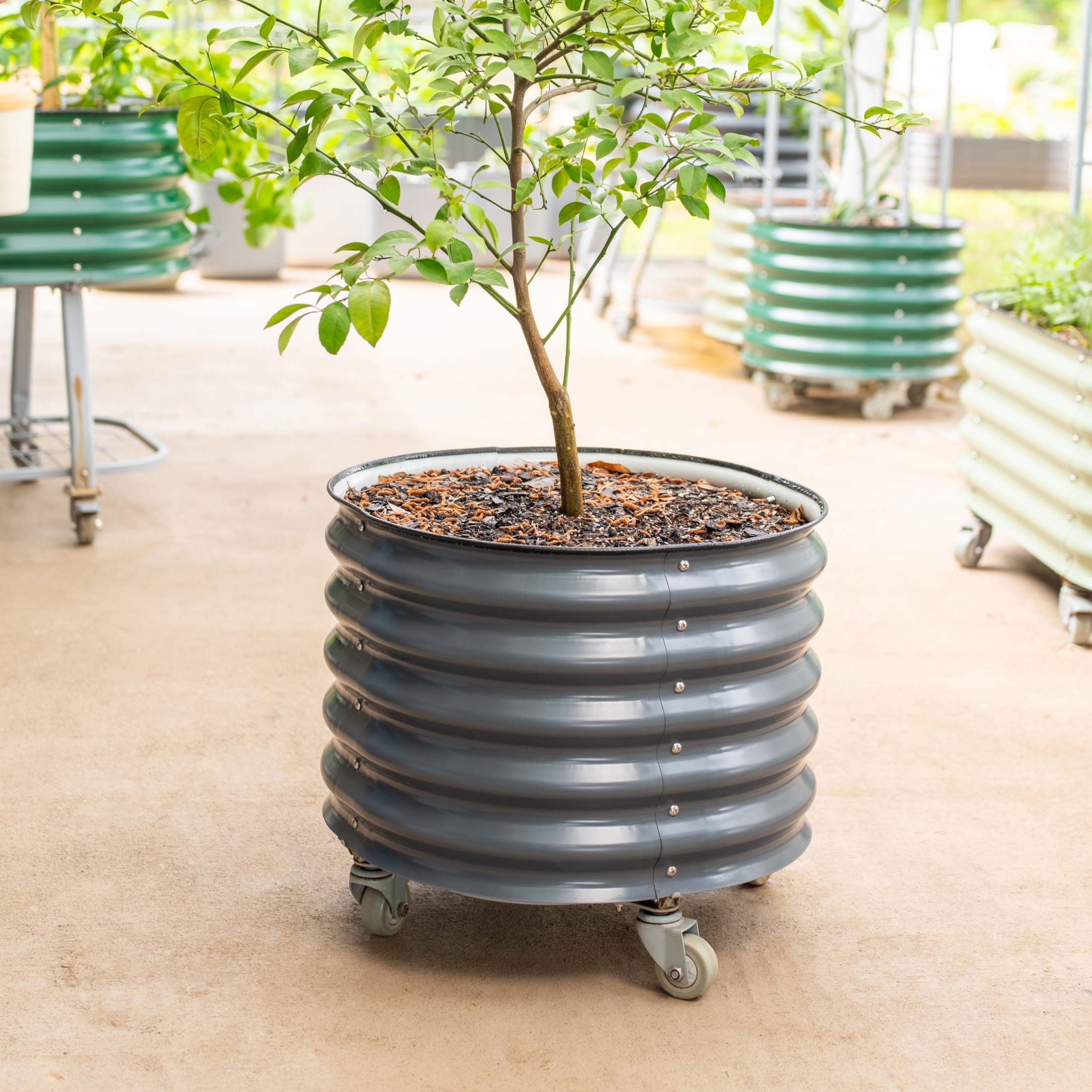 Self-watering Rolling Citrus Tree Planter