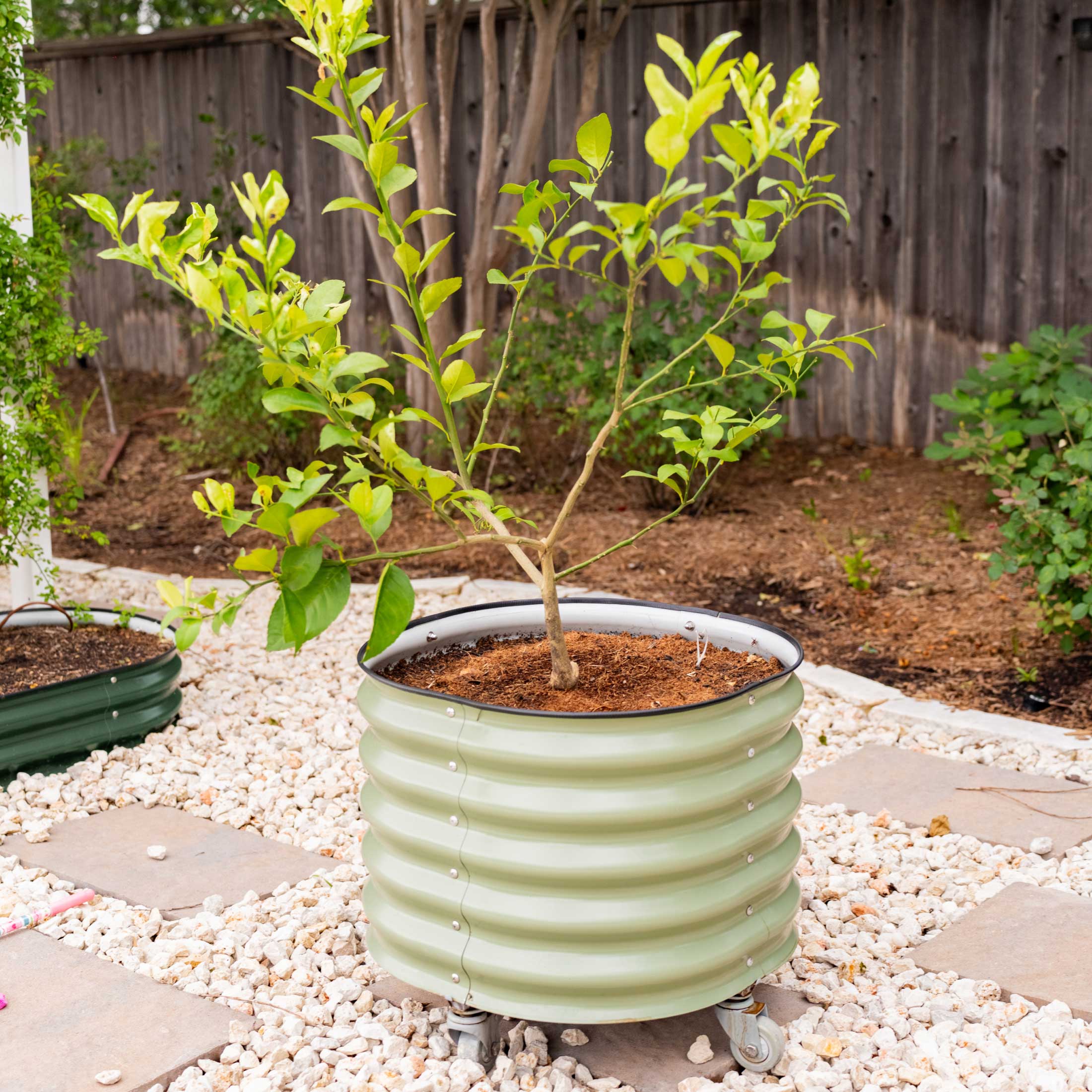 Self-watering Rolling Citrus Tree Planter