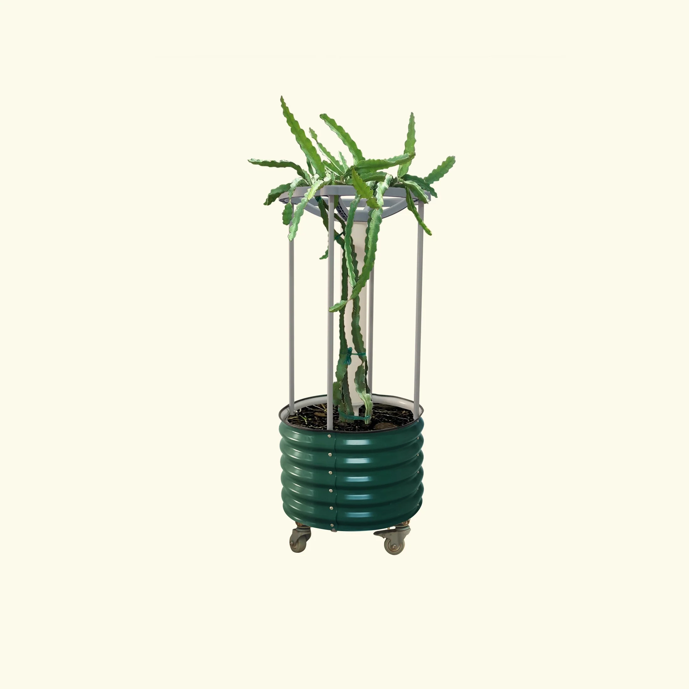 Dragon Fruit Self-Watering Rolling Planter