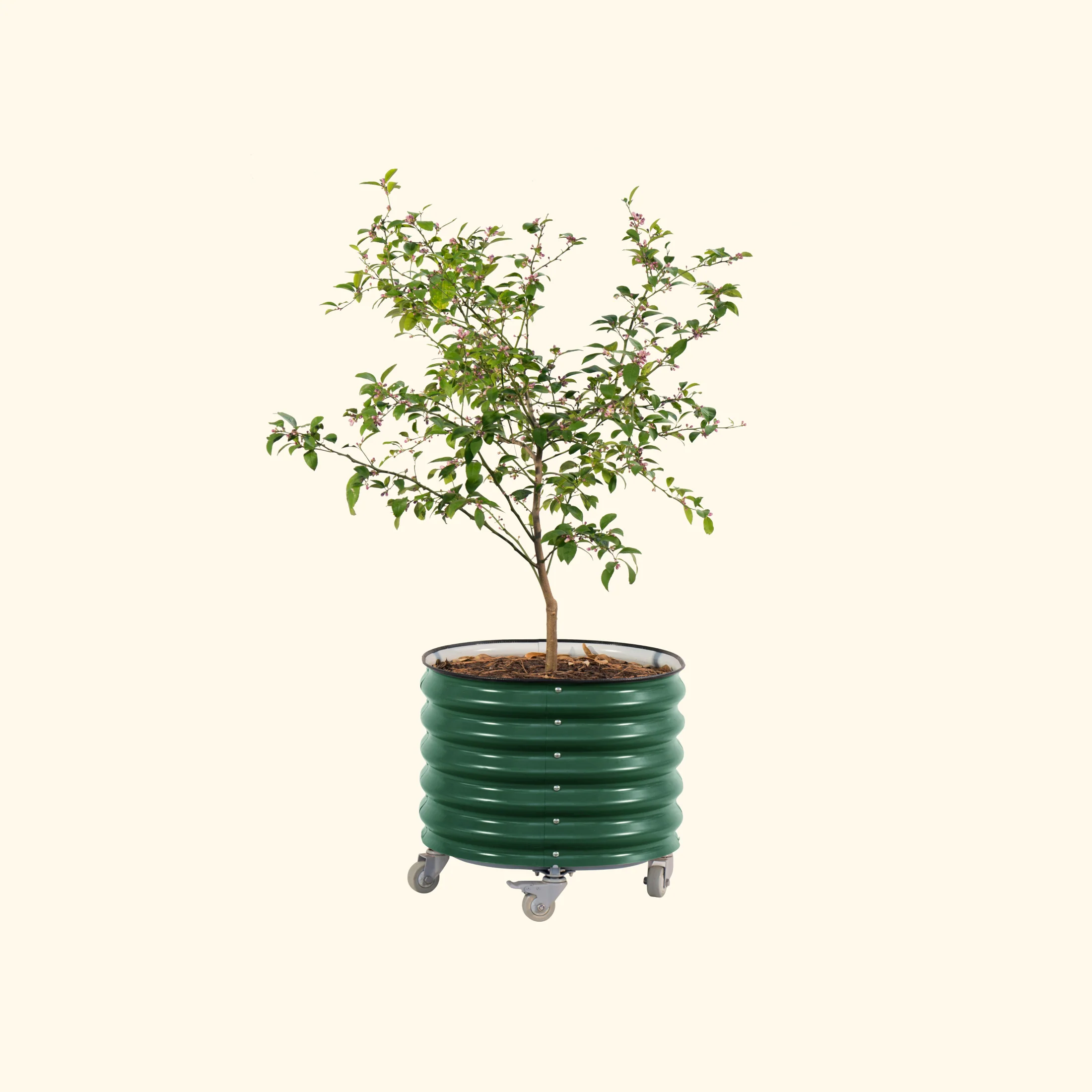 Self-watering Rolling Citrus Tree Planter