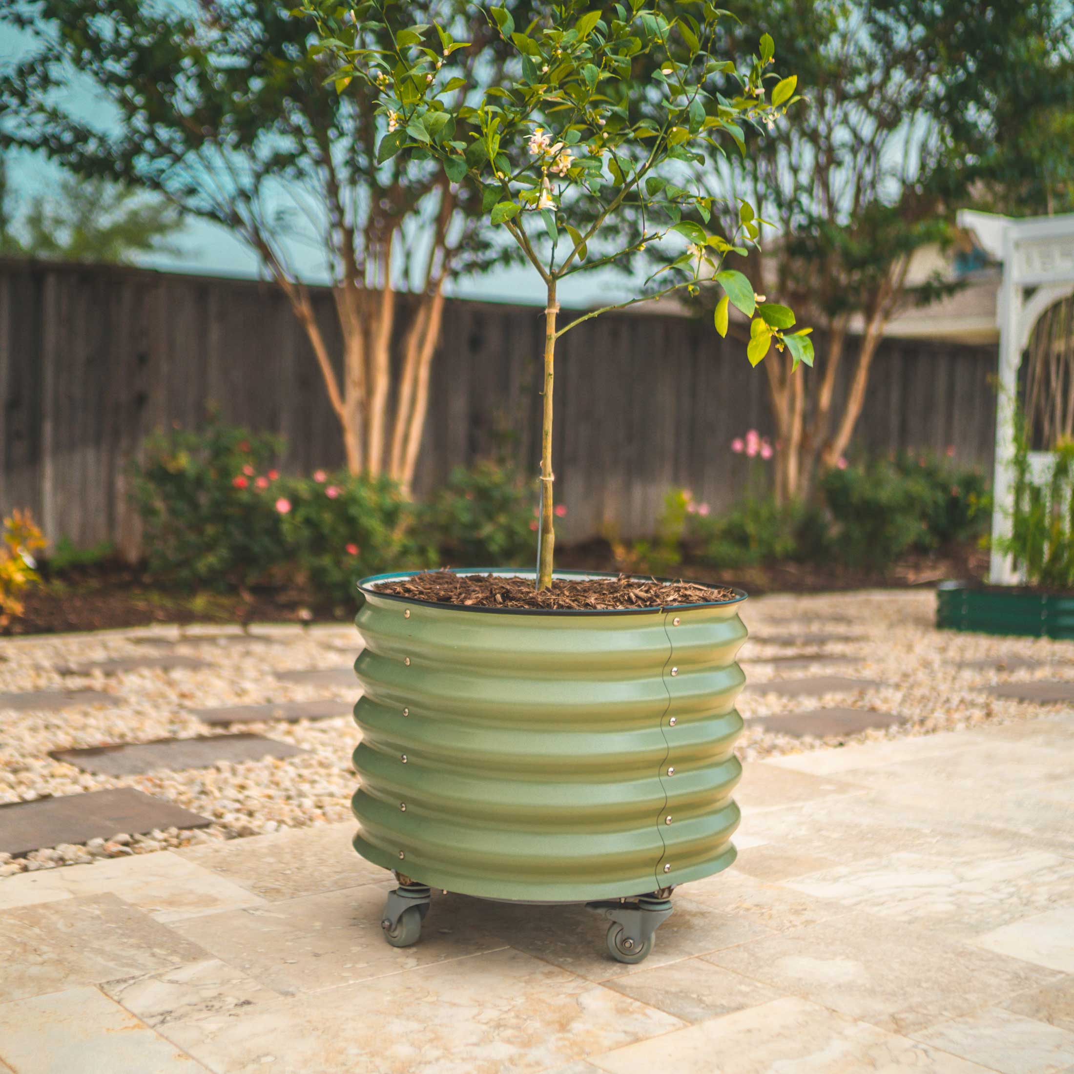 Self-watering Rolling Citrus Tree Planter