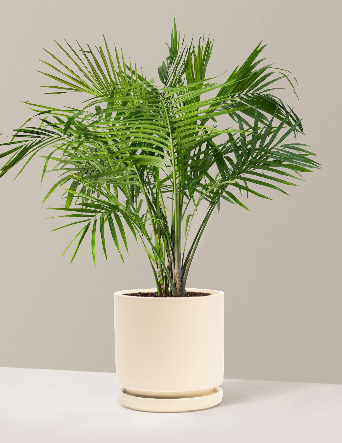 Große Majestätspalme