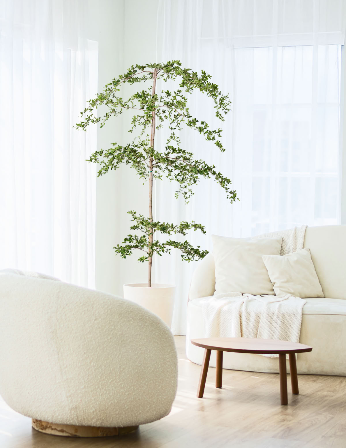 Schwarzer Olivenbaum