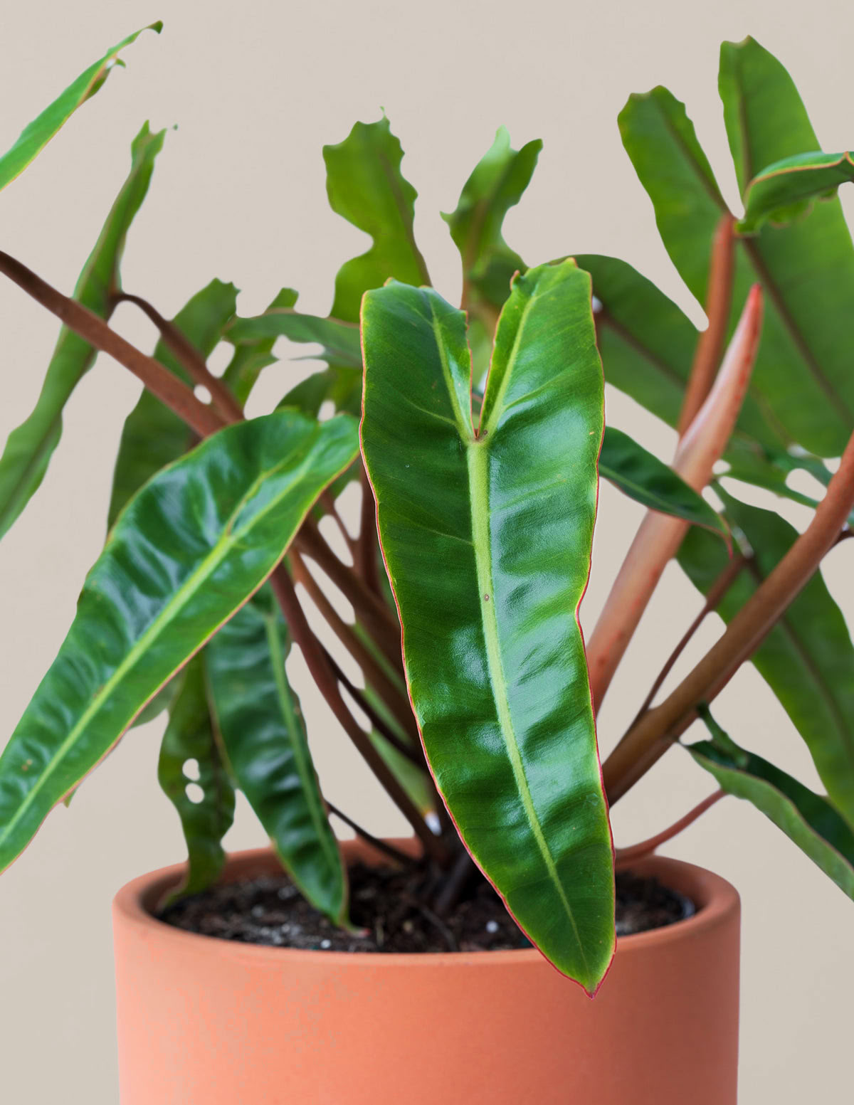 Philodendron