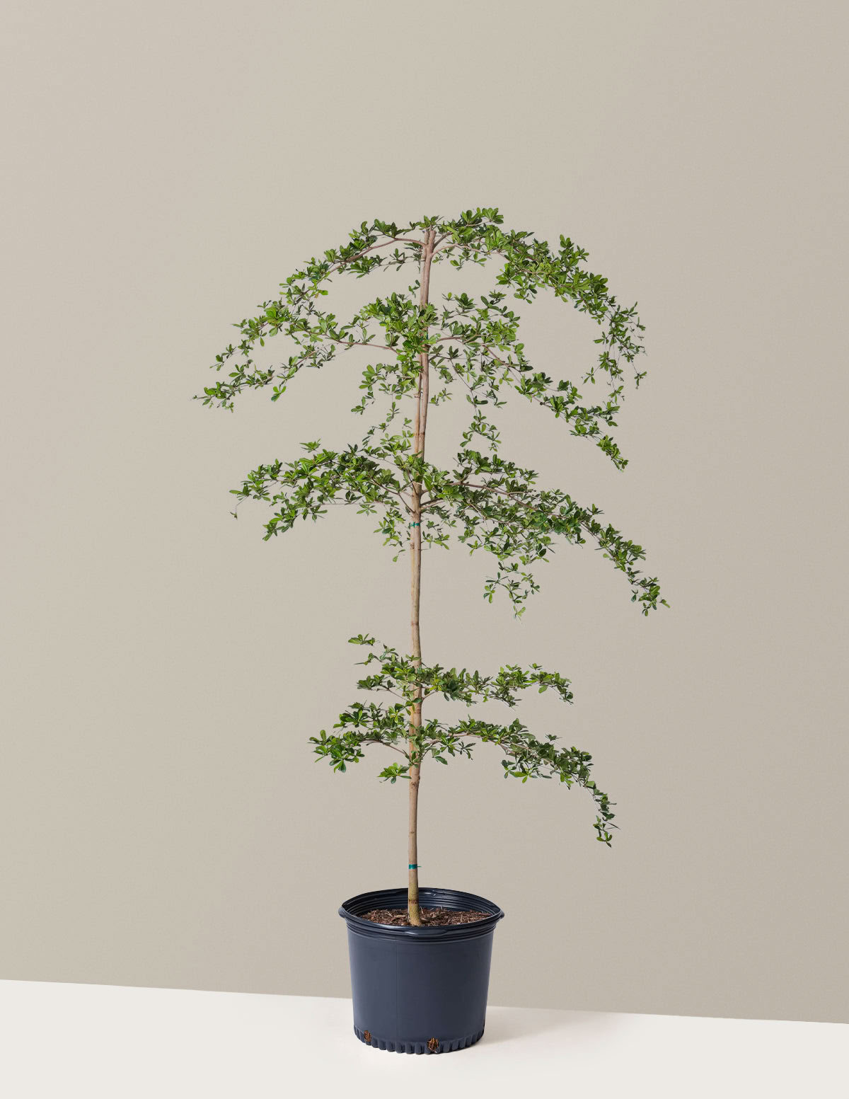 Schwarzer Olivenbaum