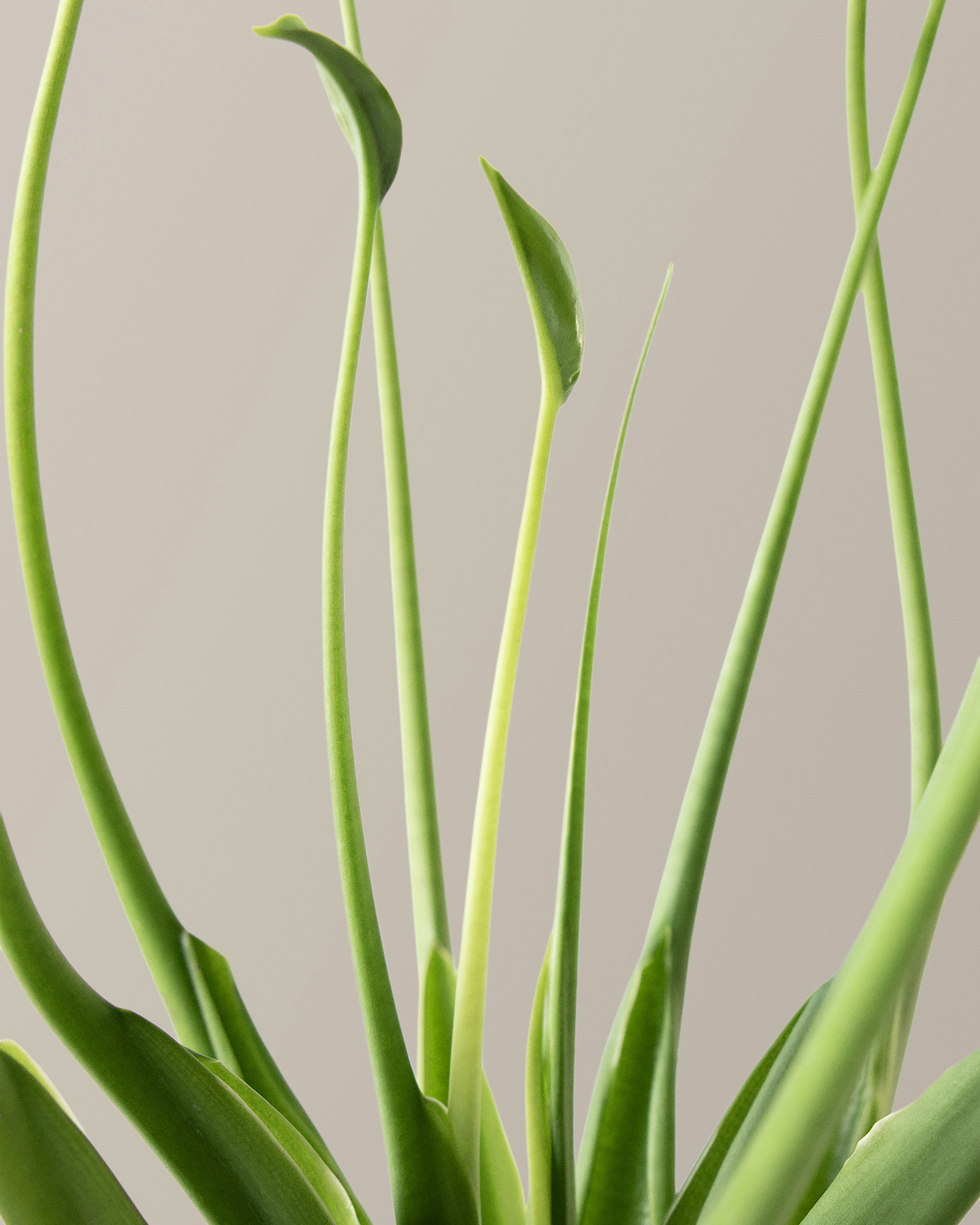 Alocasia Tiny Dancer