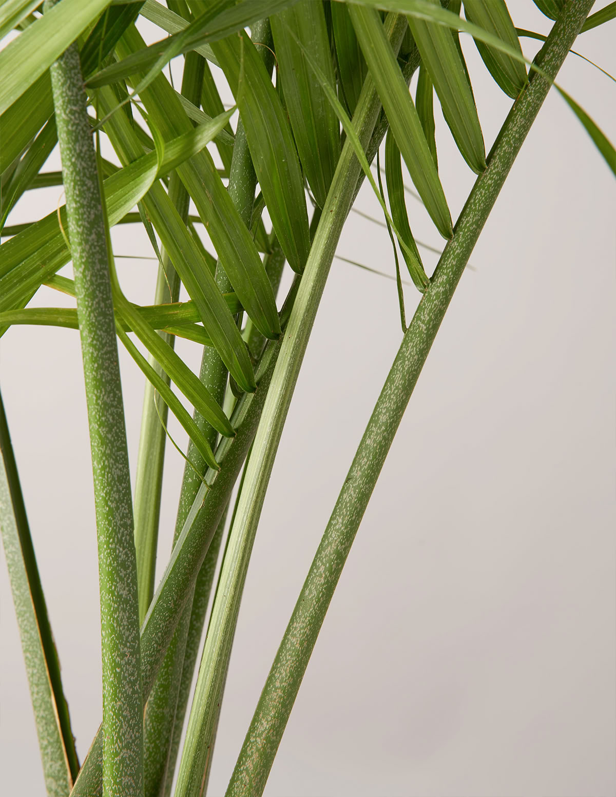 Große Majestätspalme