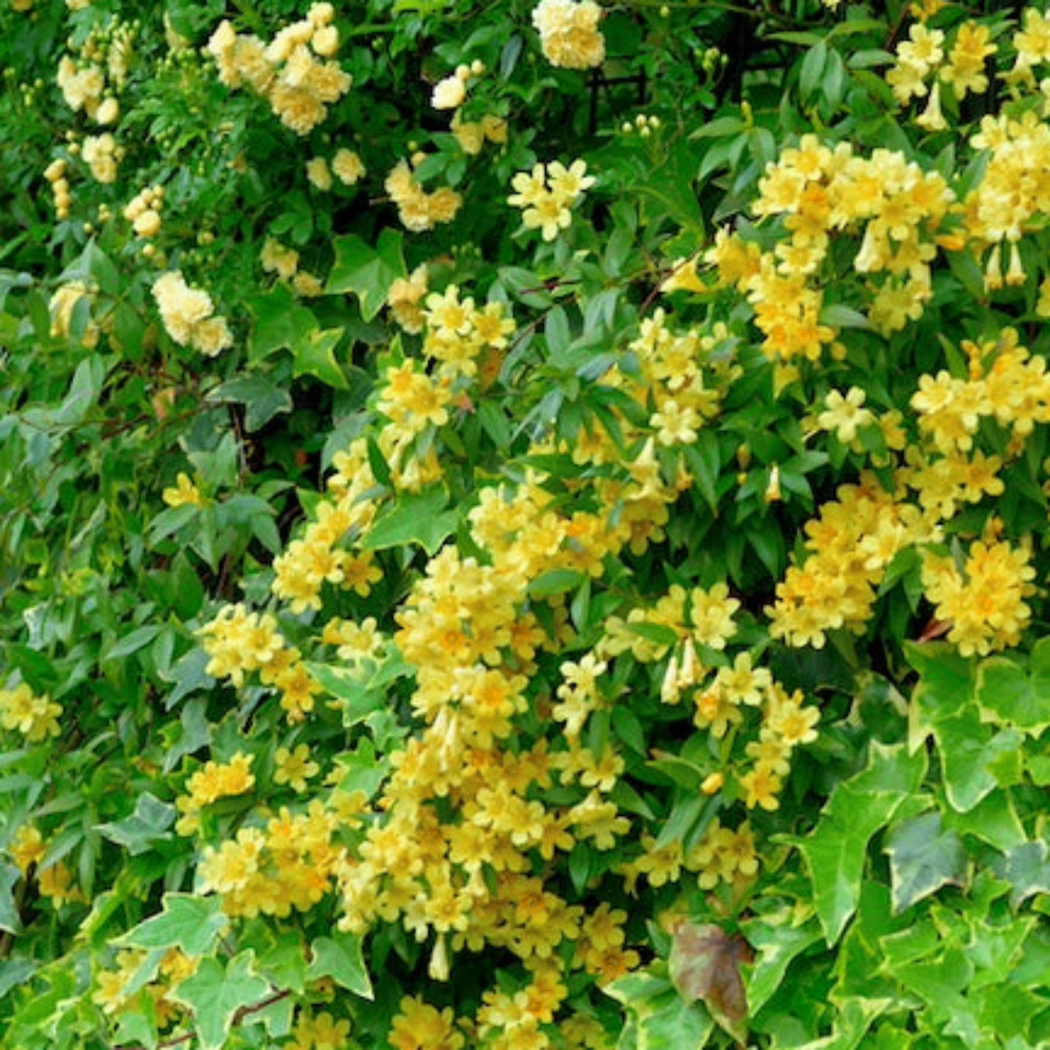 Carolina Jasmine Vine