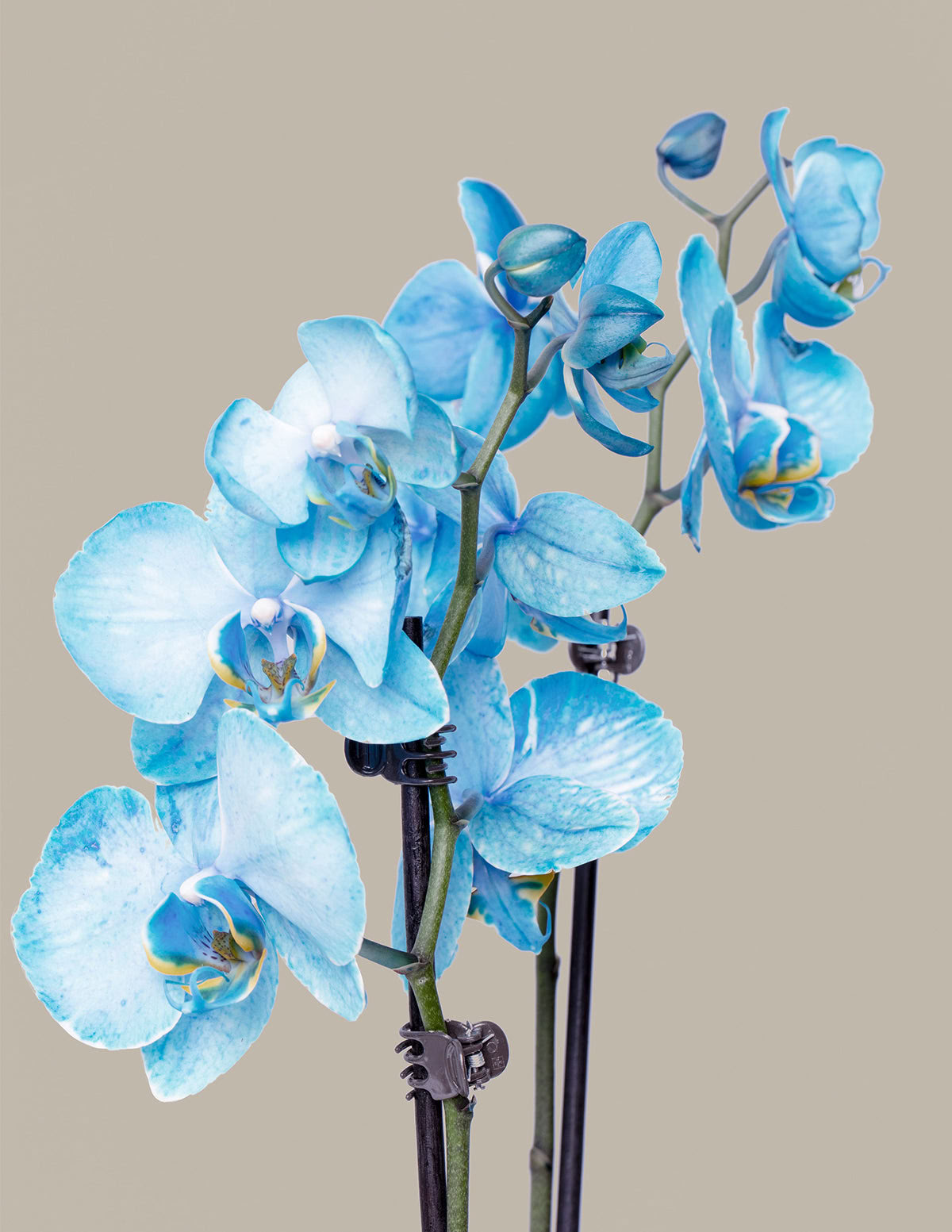 Blaue Aquarellorchidee