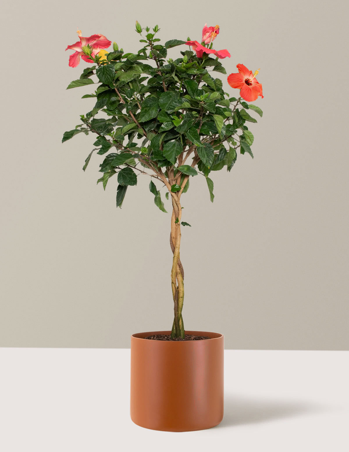 Großer Geflochtener Hibiskus