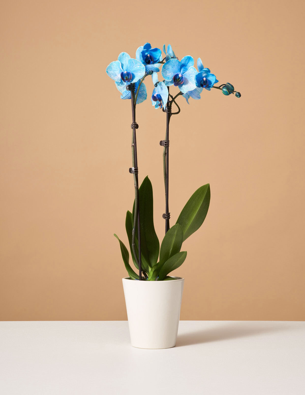 Blaue Aquarellorchidee