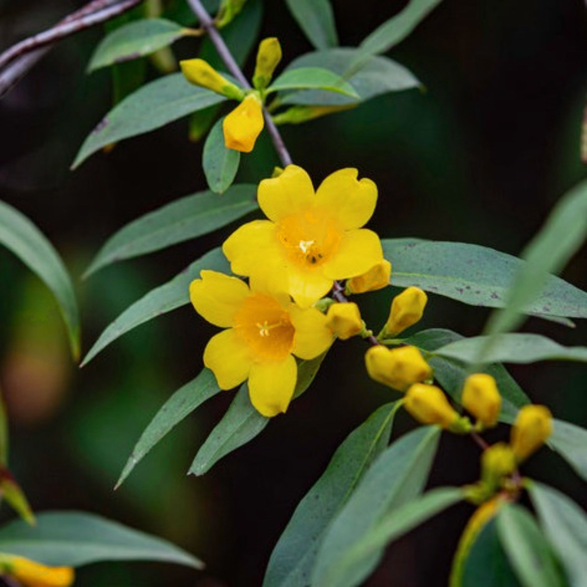 Carolina Jasmine Vine