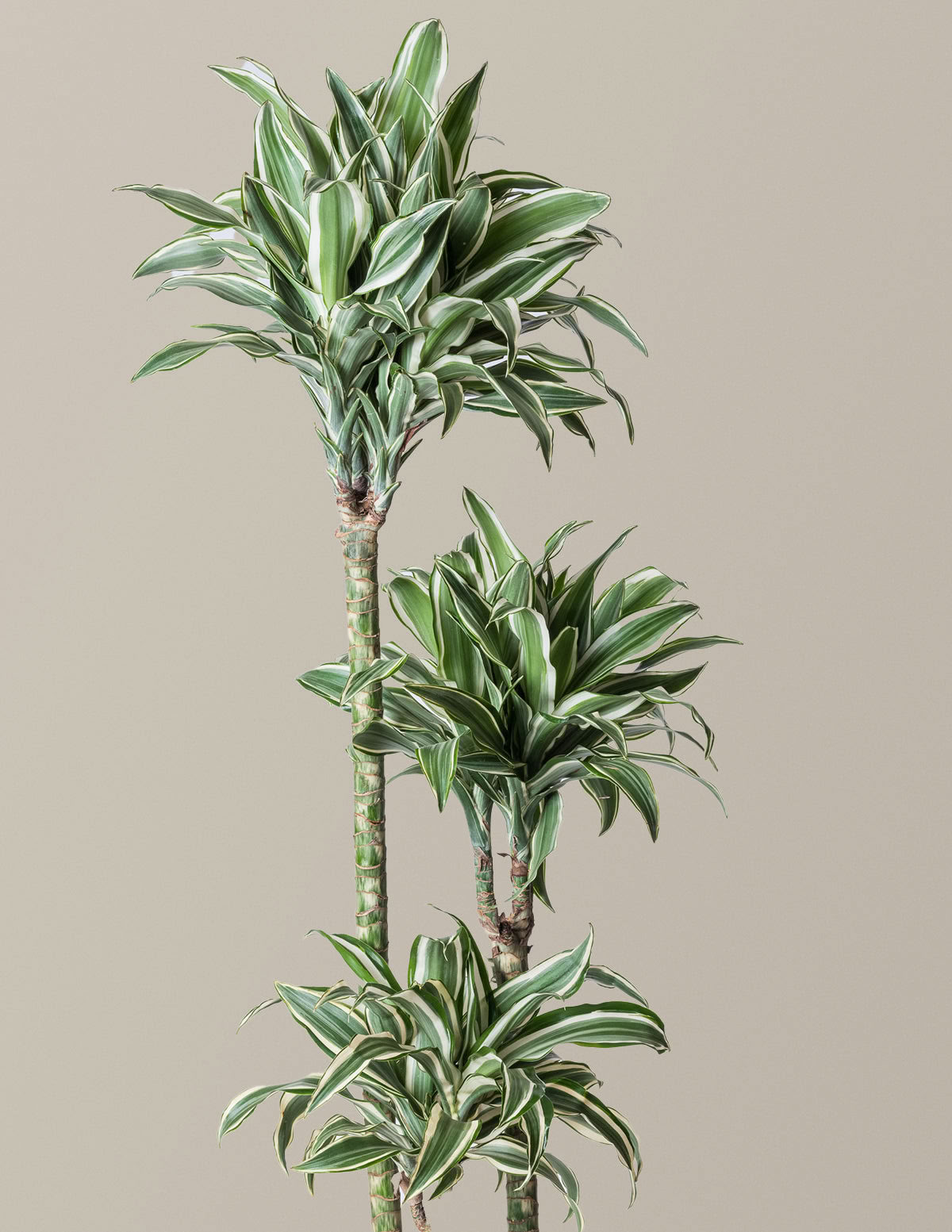 Große Dracaena Warneckii White Jewel