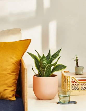 Pflanzen die wenig Licht vertragen