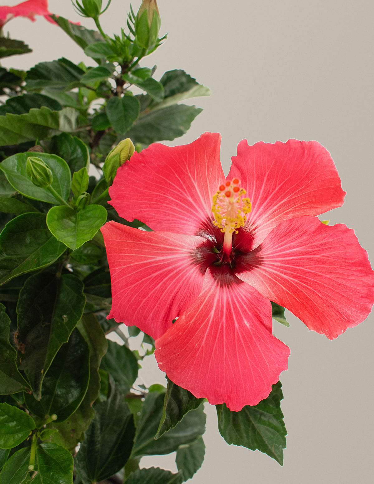 Großer Geflochtener Hibiskus