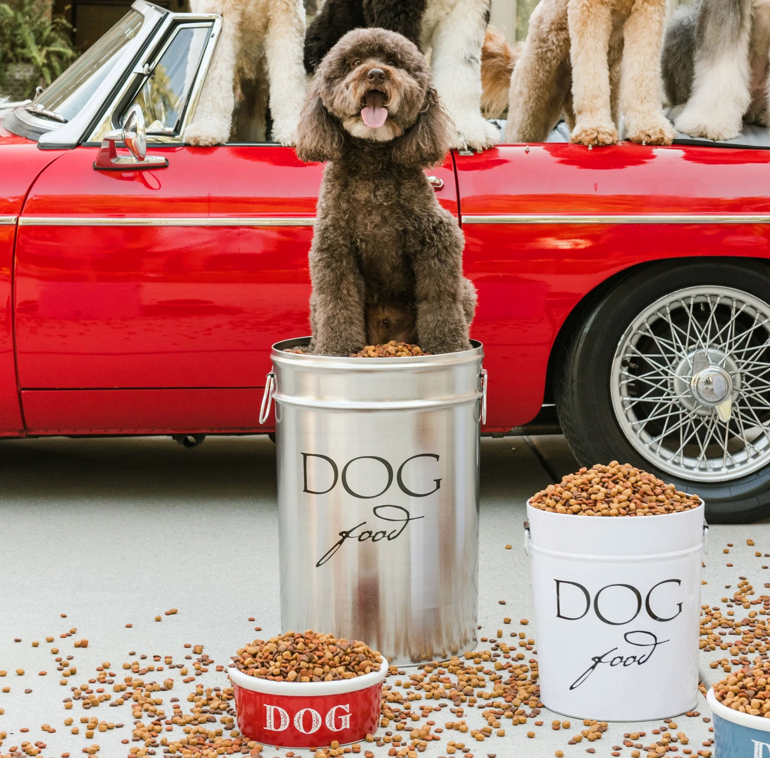 Freisse Dog Food Canister